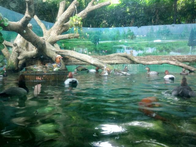 广州长隆野生动物世界二日游,广州长隆野生动物世界步行游览区