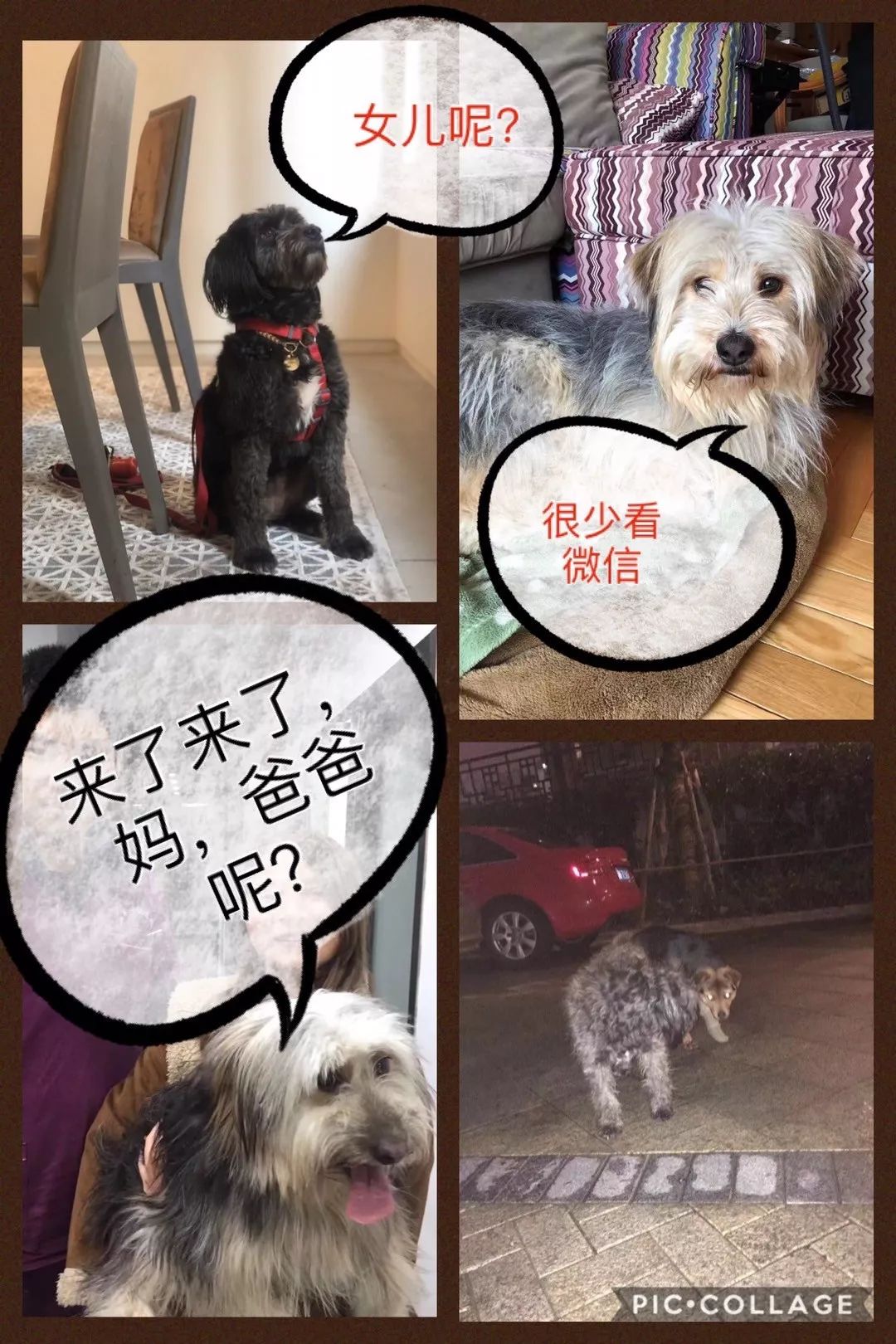 救流浪狗的真实记录,一外国人来中国救助流浪狗