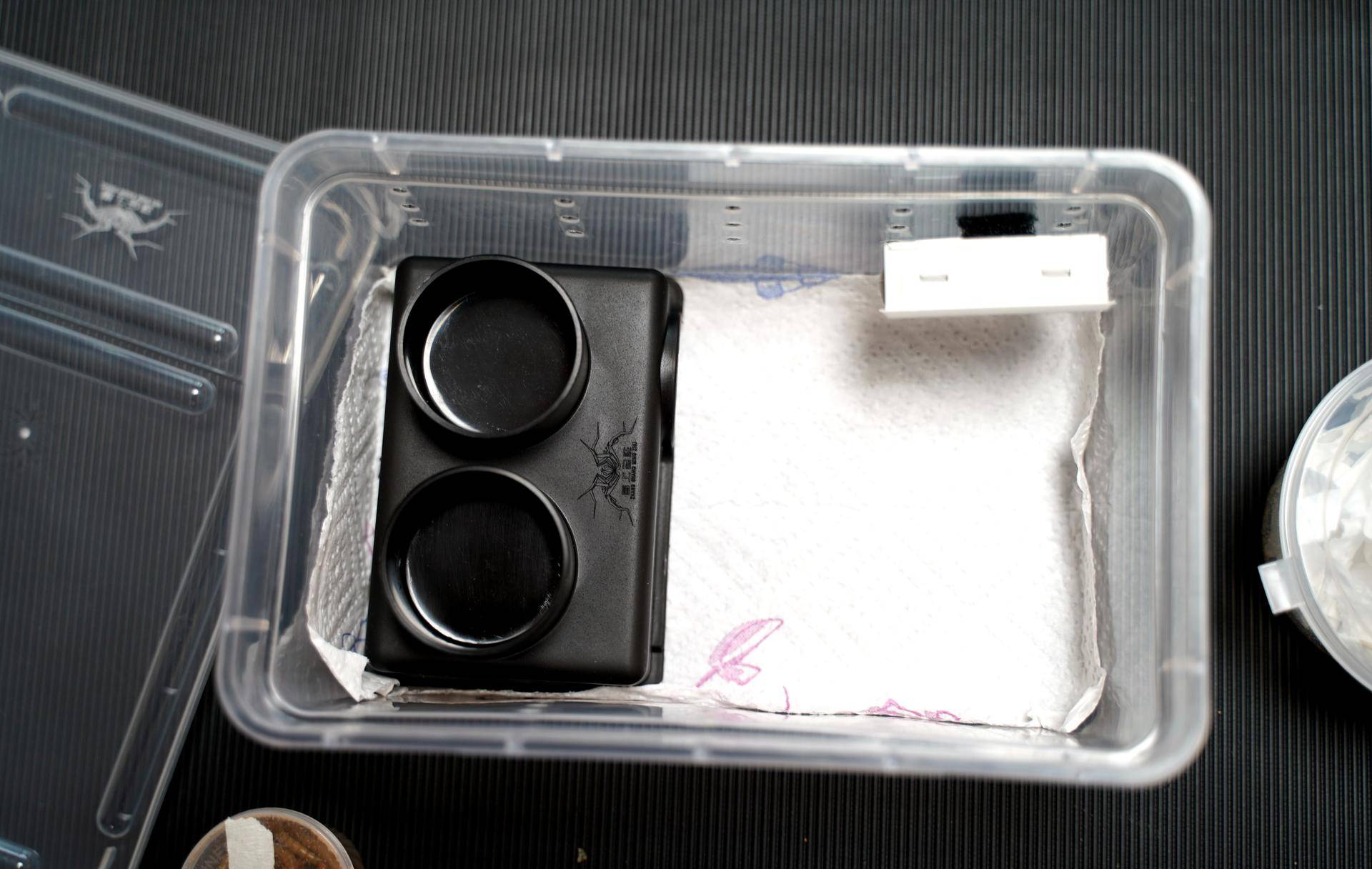 新手如何饲养一只豹纹守宫知乎,如何养好一只豹纹守宫