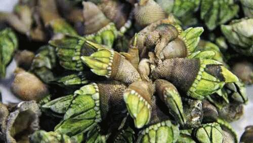 珠海海岛特色海鲜,珠海海岛10大绝美景点打卡攻略