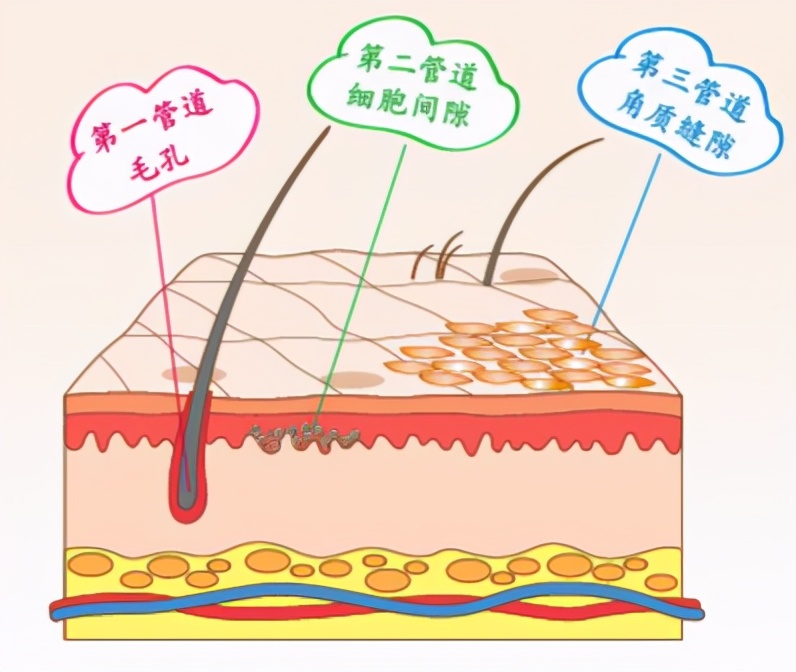 护肤品抹在脸上不吸收怎么办,为什么擦的护肤品感觉脸上不吸收