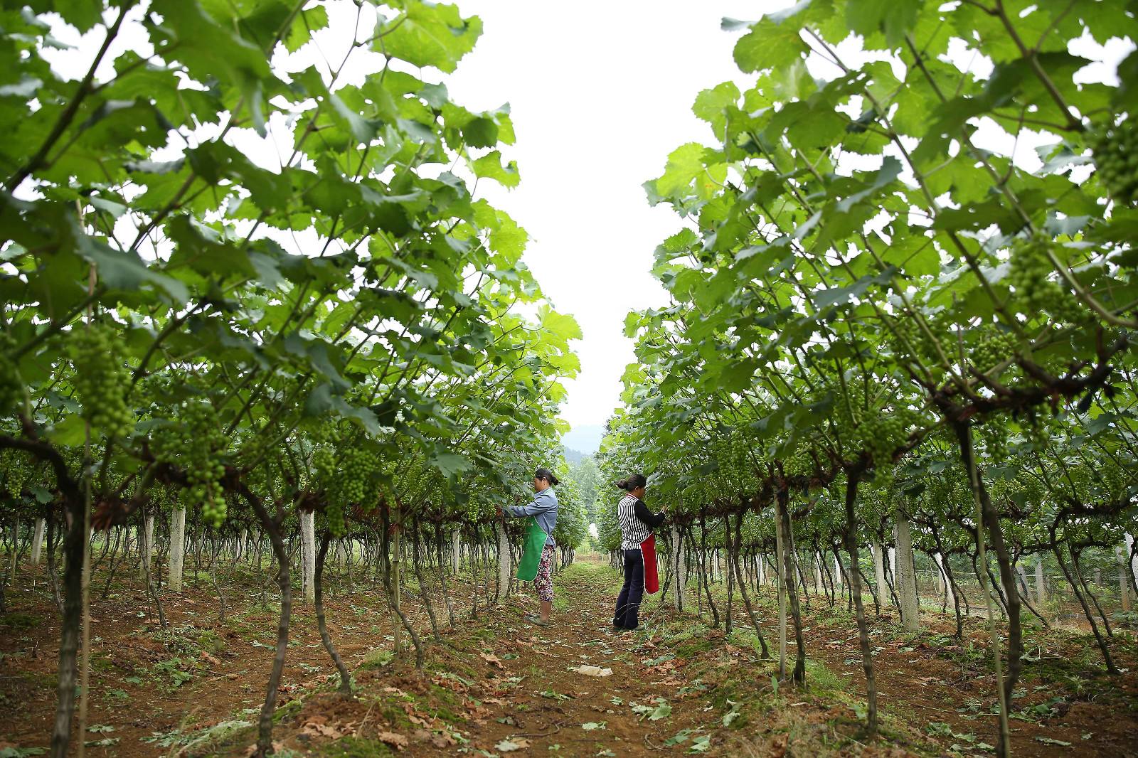 露天葡萄进入幼果期，霜霉病发生严重？转变思路，提早预防很关键