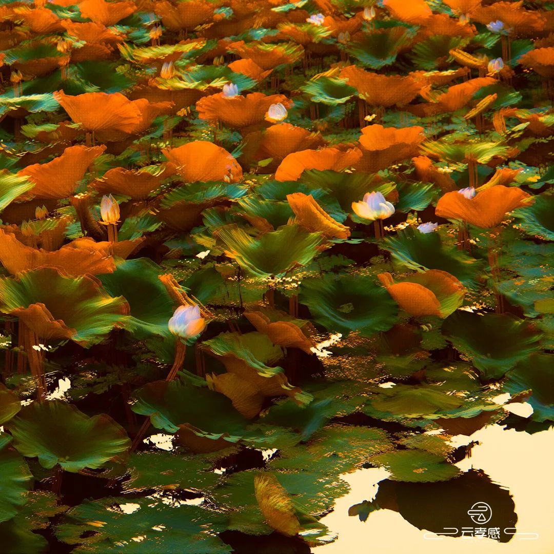 李鸿飞摄影作品初春,李鸿飞画家