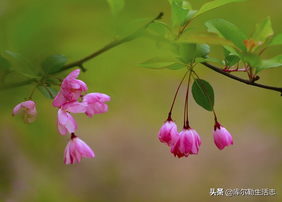 绿化带的小红果,绿化带里面的小红果