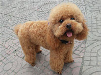 新手养泰迪狗养公狗好还是母狗好,养泰迪狗新手入门必知