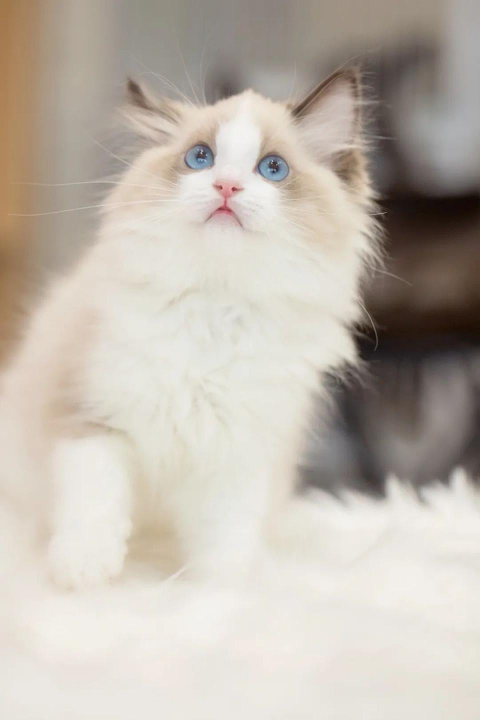 仙女猫专卖店介绍,仙女猫专卖店一览表