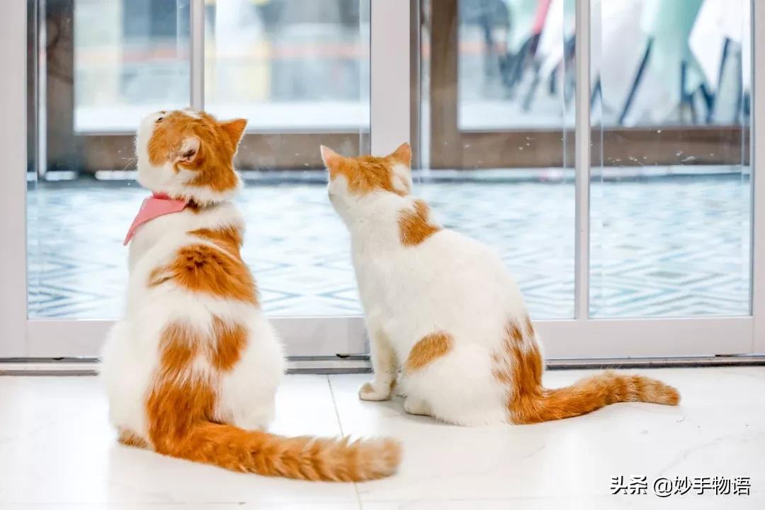 为什么总有人说养猫不如养小孩,年轻人不生孩子反而开始养猫了