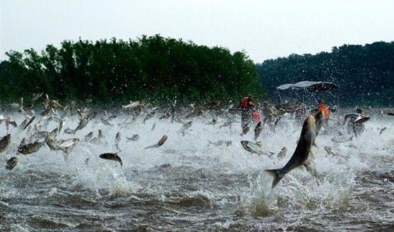 池塘生态系统特点及影响因素,池塘生态系统