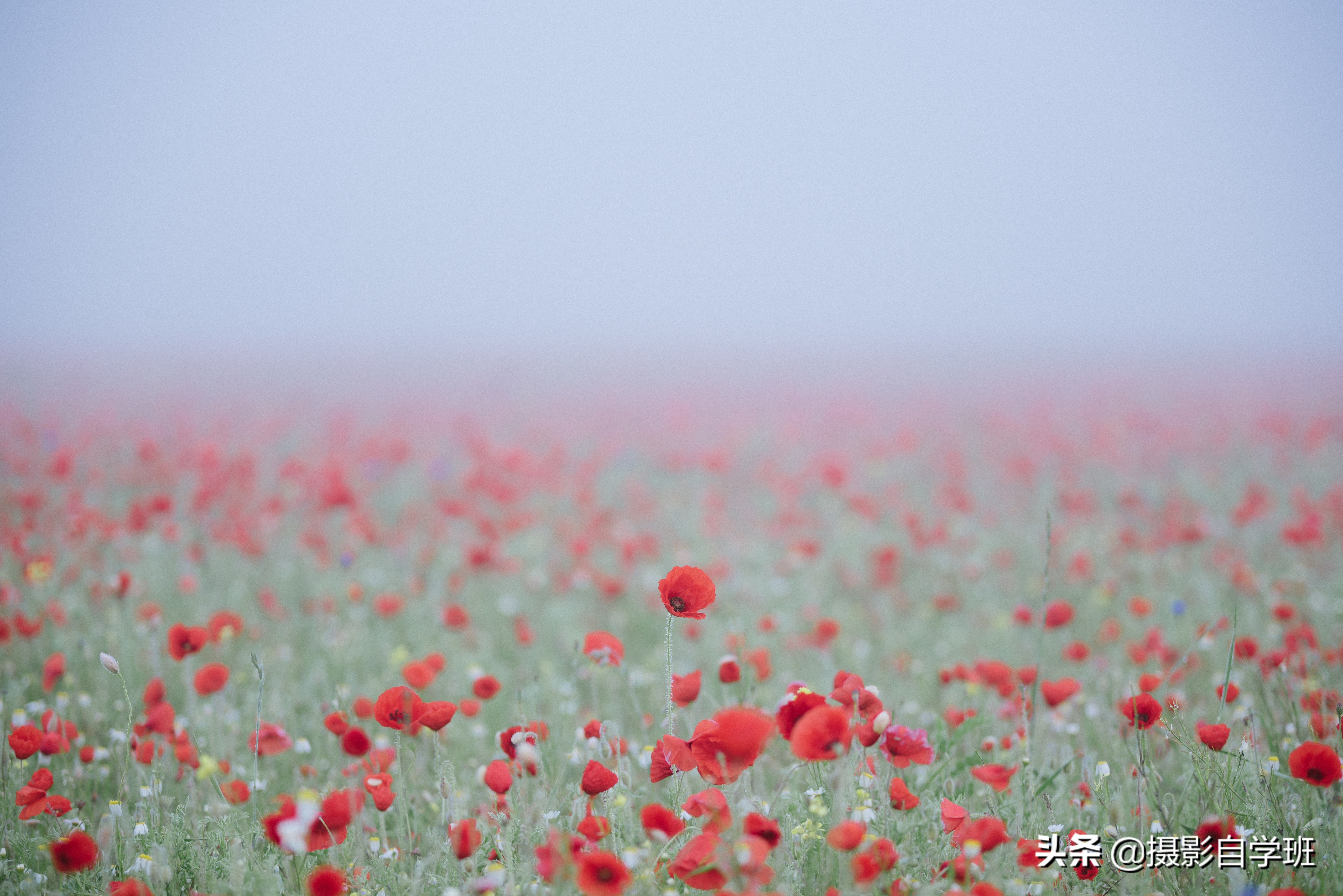 雾里看花怎么拍,雾景的拍摄技巧拍出雾气朦胧大片