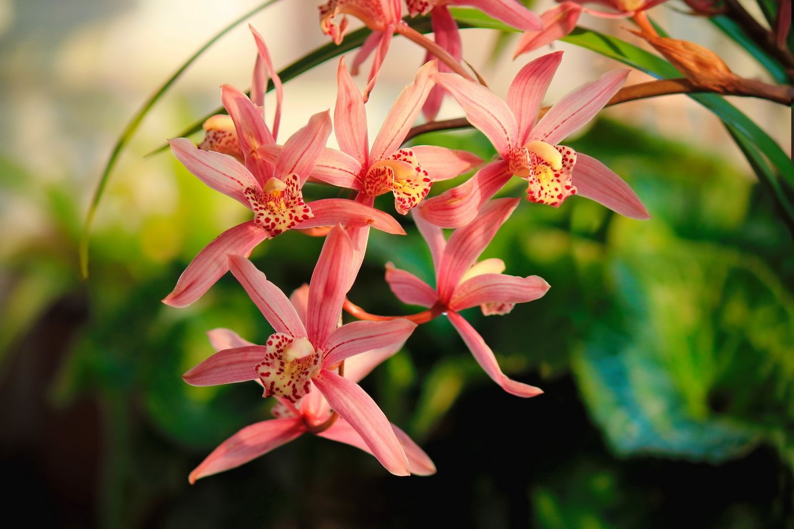 兰花肥伤怎么挽救,兰花枯萎怎么救