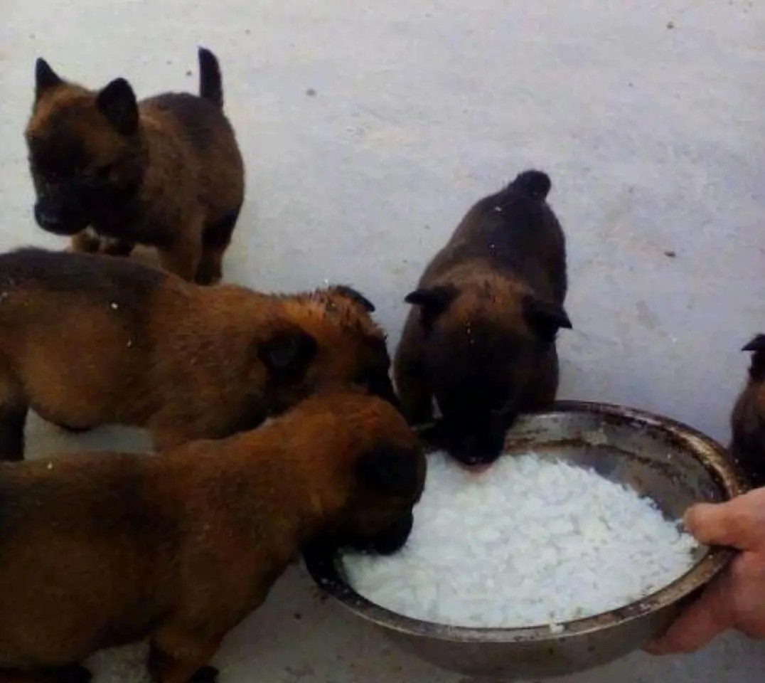 养殖最简单赚钱,目前市场最火的养殖项目