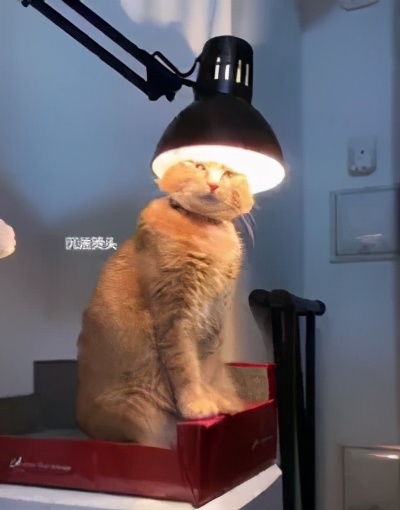 每日一问有好的想法怎么变现,怎么样才能在火星上生存