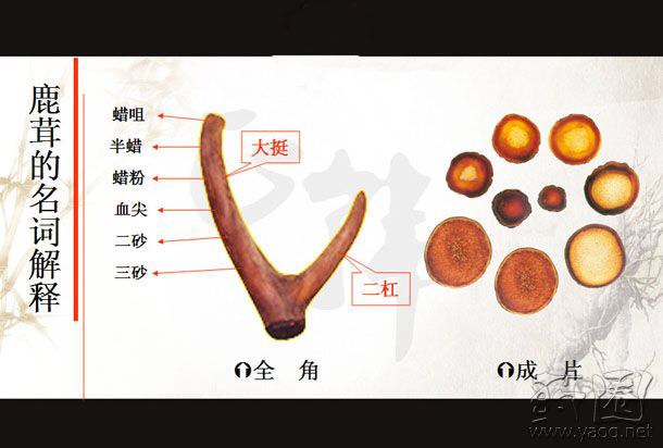 中药材鹿茸草现在多少钱一斤,中药材鹿茸功效