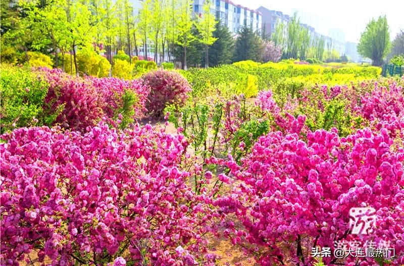 辽宁踏青赏花地点推荐,辽宁春游踏青赏杜鹃花