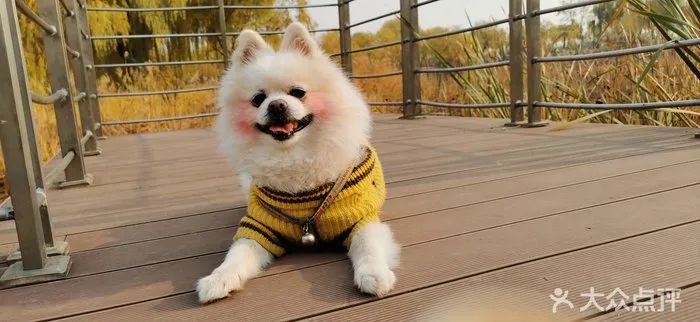 北京可以带宠物好玩的地方,北京宠物公园