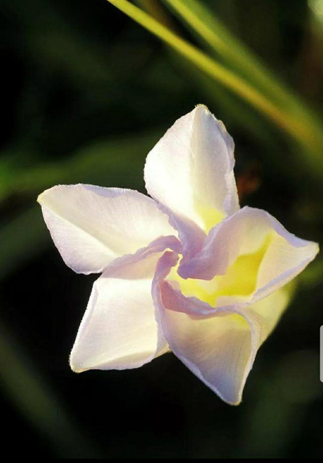 奇葩造型花：头上长草，心中有鬼，白月光。白天不开你非要晚上开