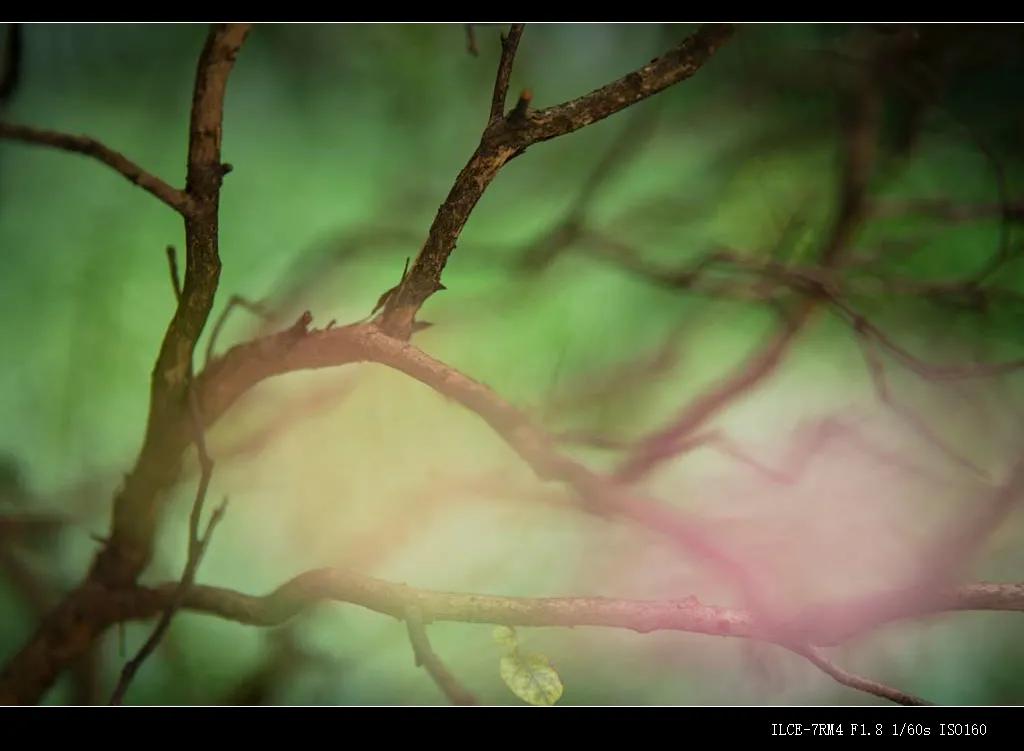 国产自动对焦镜头进击:永诺85、42.5、35mm三镜头测评