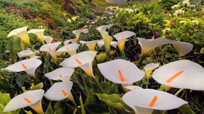 马蹄莲开花期间养护注意事项,马蹄莲开花期间养护注意什么