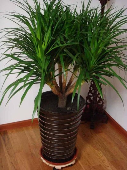 龙血树叶子尖发黄卷曲怎么办,龙血树叶子发黄怎么去解决呢