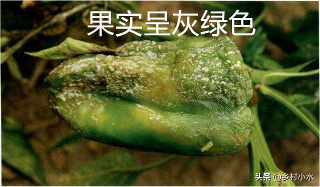 种植的辣椒烂果怎么办？做好以下9点，辣椒产量高、品质好