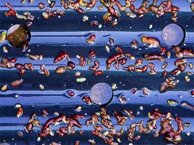 海参海中珍品,海参海产之珍滋补佳品