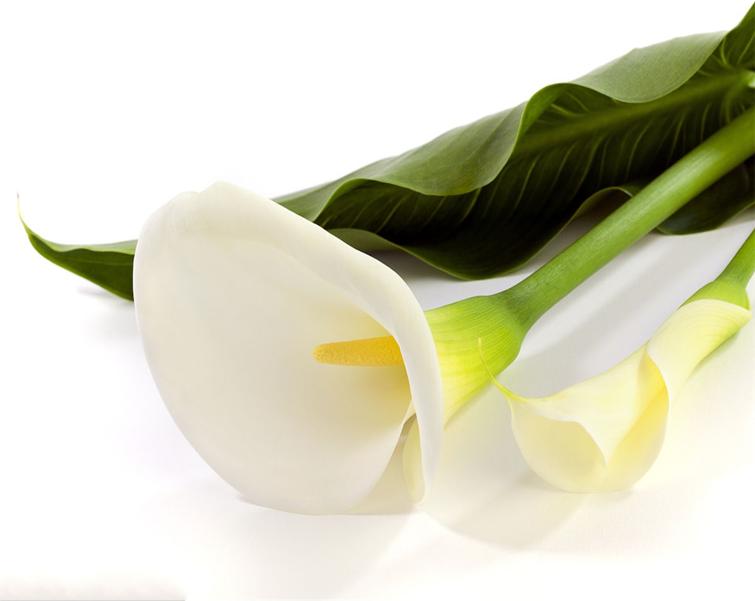 马蹄莲养殖的方法和注意事项,马蹄莲的养殖方法和注意事项视频