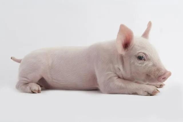 草木灰对猪场有何妙用,草木灰在猪场功效和作用