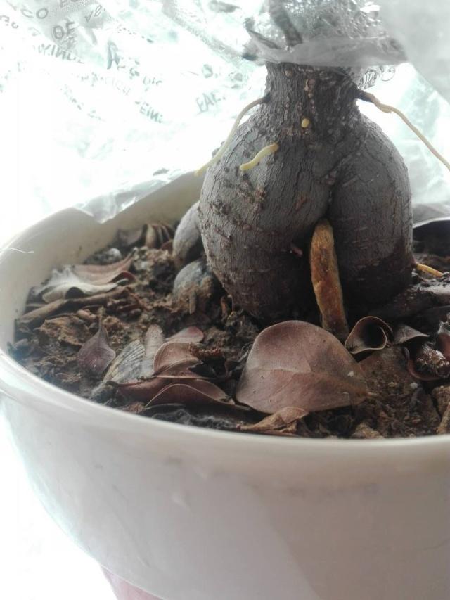 榕树移栽发芽慢,榕树养殖温度