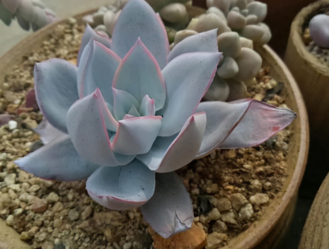 多肉品种50种公认好养的多肉,十种最好看多肉品种