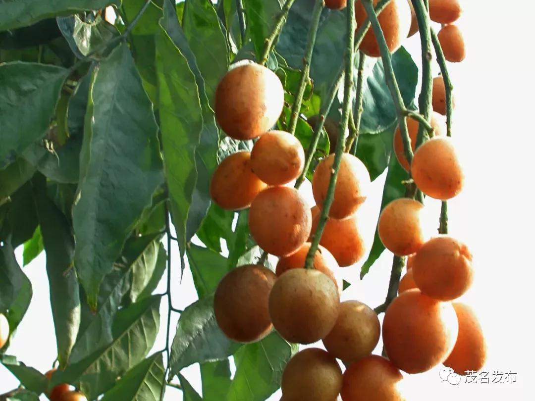 夏天的甜蜜延续到秋天,夏天的甜蜜甜在嘴里恋在心里