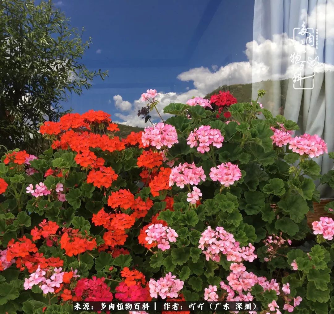 涓冨僵浜戝崡澶氳倝,浜戝崡澶氳倝涔嬫梾