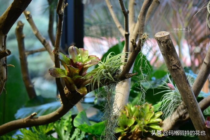 雨林缸可以养的蜥蜴,鱼缸改造封闭式雨林缸养蜥蜴