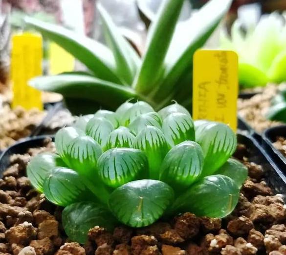 玉露服盆期间叶片变软,玉露光照少了会怎样