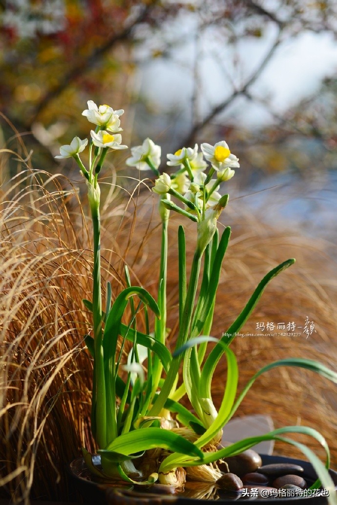 历史悠久的十大名花（海量美图），你选哪个做国花？