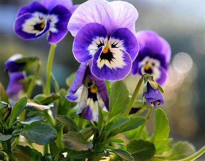 在花卉世界里，我最喜欢的20种美丽的花，花香花美