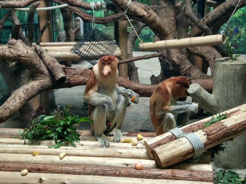 广州长隆野生动物世界二日游,广州长隆野生动物世界步行游览区