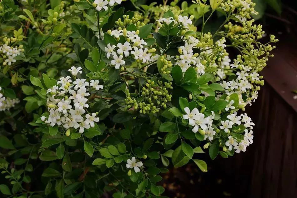 看到花的时候，不知是什么花？那就收下这份百花图谱
