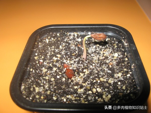 奇异油柑块根,奇异油柑原产地是哪里