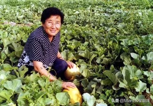 中国人能自由吃瓜，离不开这位“甜瓜女王”