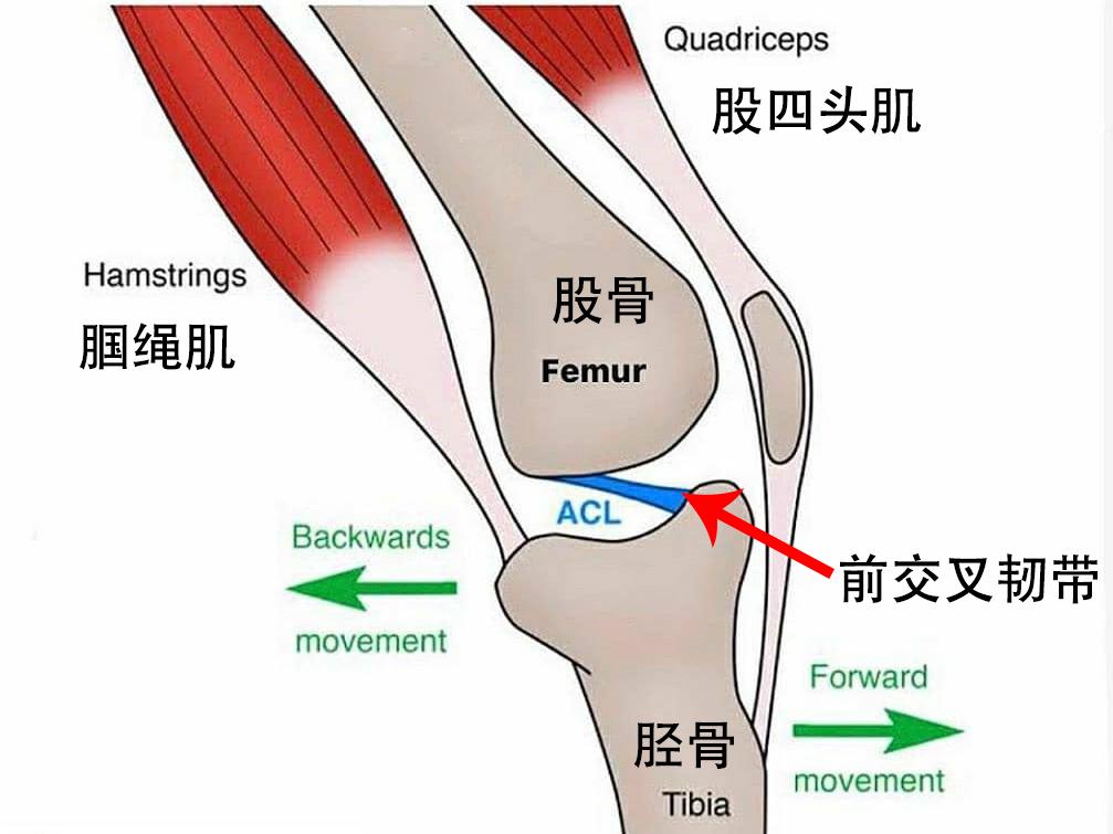 膝盖前叉韧带重建怎么康复,重建膝关节前交叉韧带多久能行走