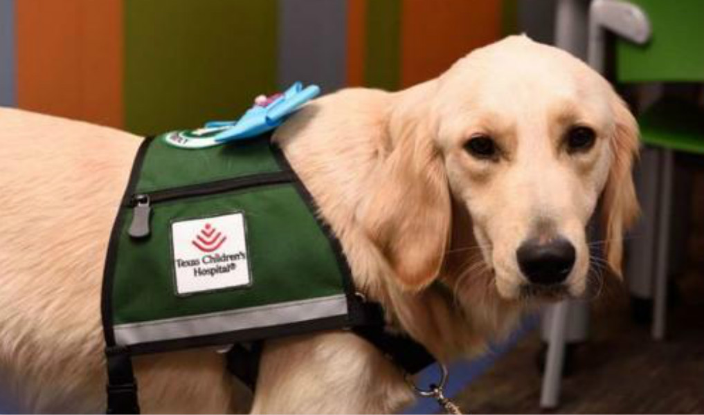 动物的神奇能力,动物的医疗本领