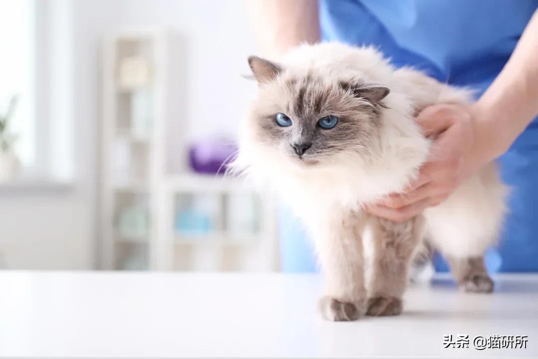 驱虫药怎么选,驱虫药最佳配方