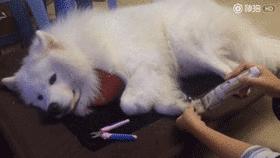 别再说笼养狗狗不好了,小恶魔萨摩耶