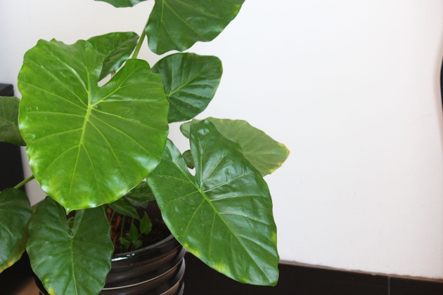 滴水观音叶子边缘发黄是怎么回事,滴水观音叶子发黄的原因