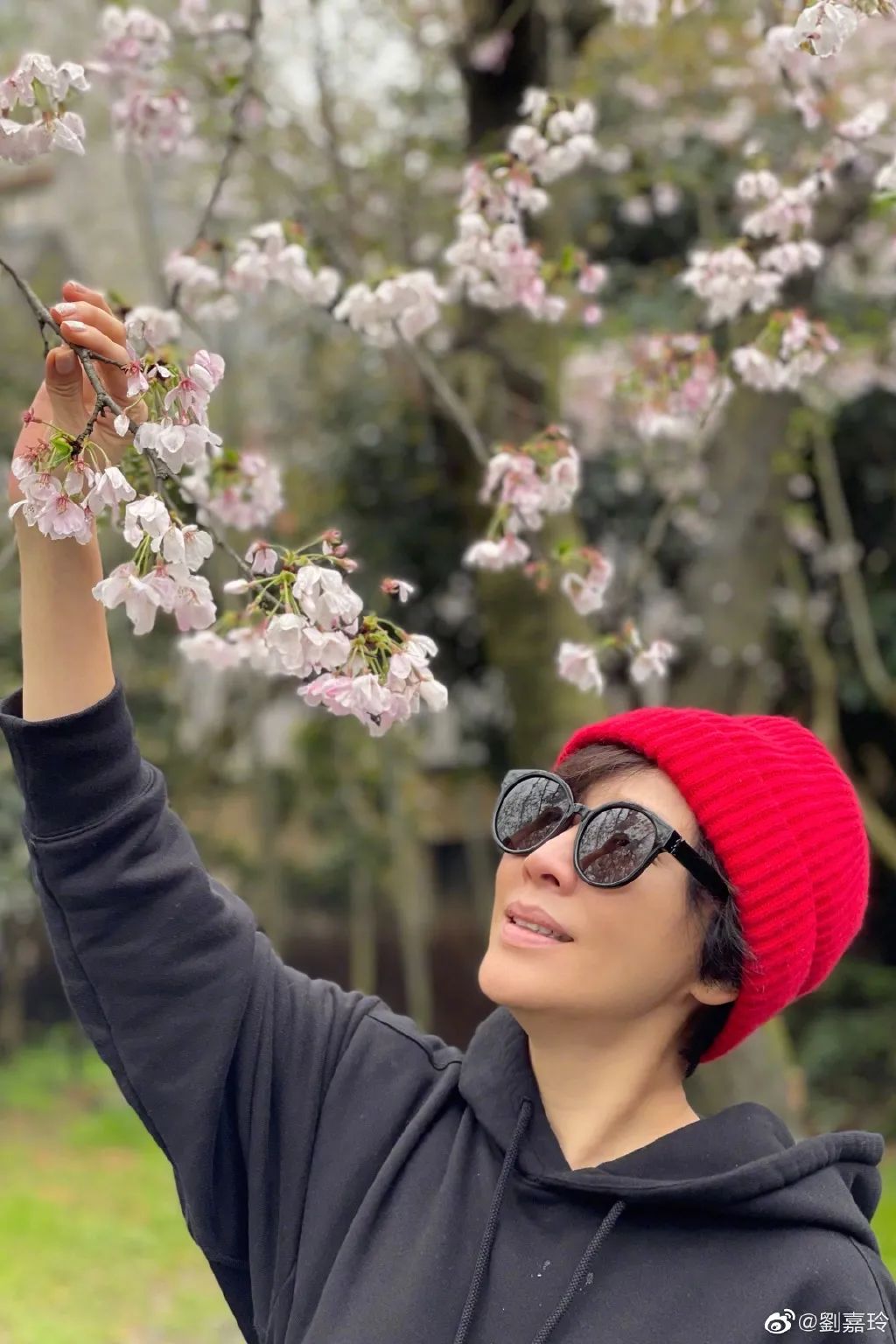 杨颖樱花与精灵妆拼图,刘嘉玲樱花美照