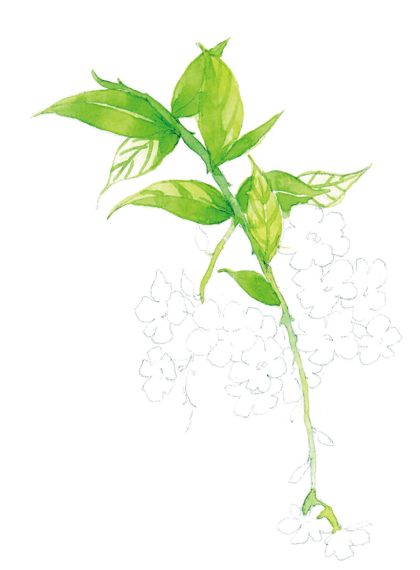 清爽又干净的水彩花卉手绘,学习水彩花卉画法步骤