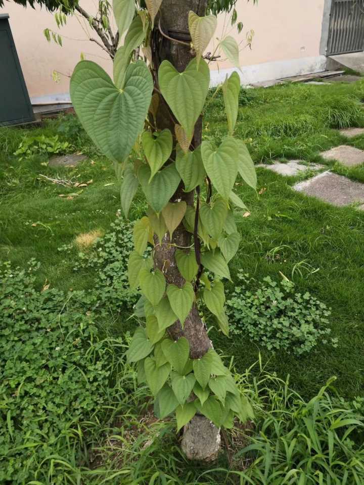 植物奇葩说：不仅会打架，会残杀厮杀，还会捕食昆虫呢