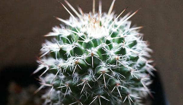 仙人掌100种图片大全,仙人掌开花的美图