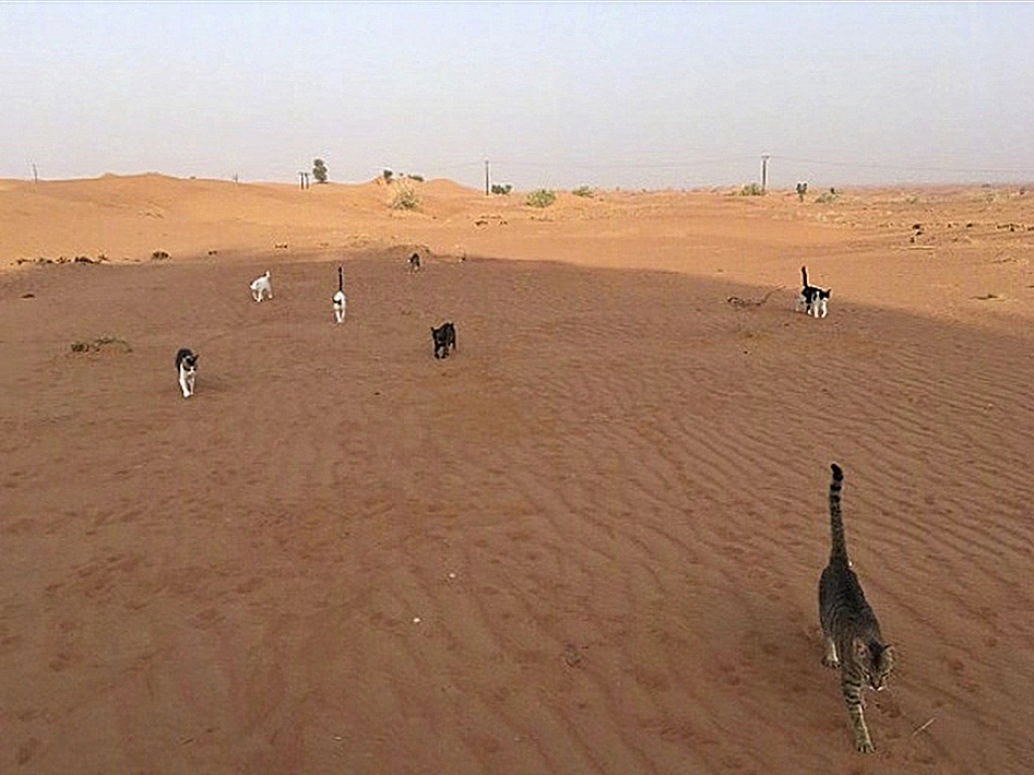 橘猫被铲屎官收养后秒变睡神,流浪橘猫被铲屎官收养后秒变睡神