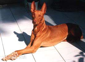 宠物狗大全免费观看,什么狗最好养又听话又聪明大型犬